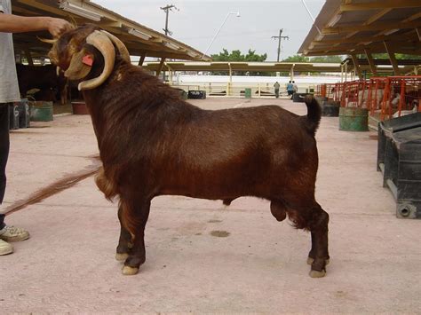 Tulare GOATS-Pregnant Nigerian Dwarf Doe and Her Buck. . Chivas boer